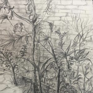sketching of plants