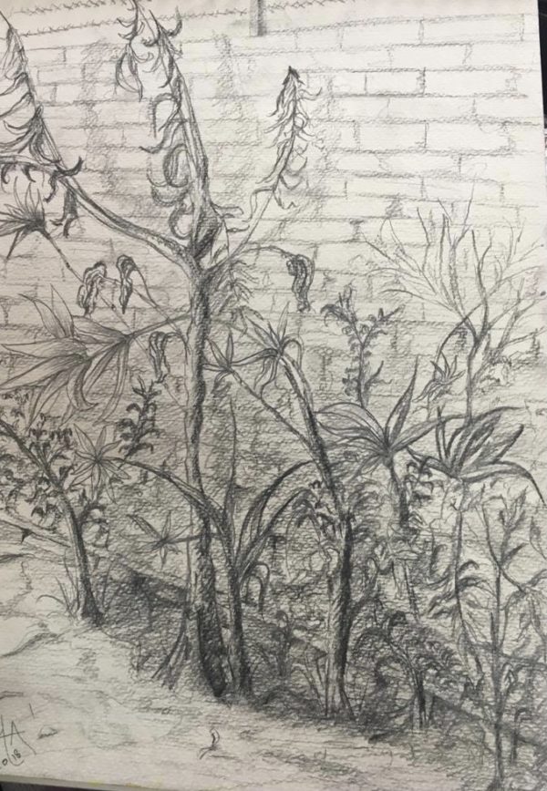 sketching of plants